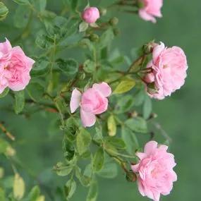 The Fairy Shrub Rose (Rosa The Fairy) 3
